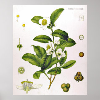 Camellia Sinensis Thea Sinensis Tea Tree Poster
