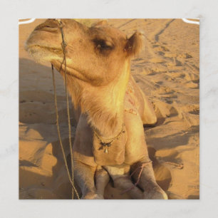 Camelo em convites do deserto