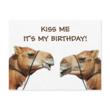 Camelos Beijando Cartão Postal Engraçado