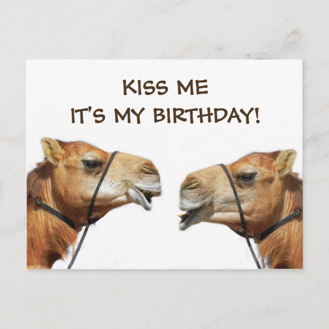 Camelos Beijando Cartão Postal Engraçado (Frente)