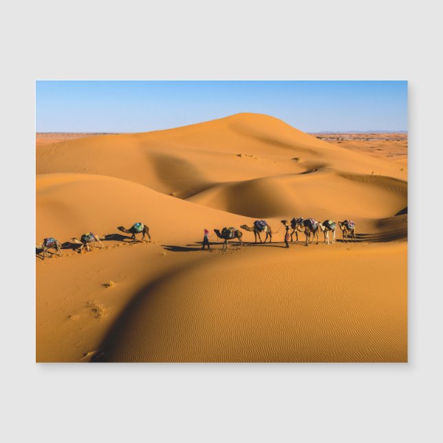 camelos no deserto sob céu azul (Frente)