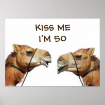 Camels beijando Poster engraçado