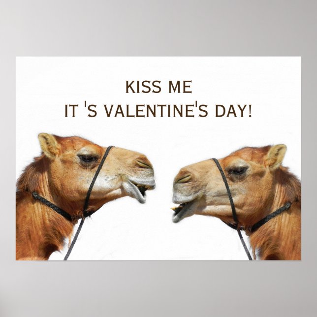 Camels beijando Poster engraçado (Frente)