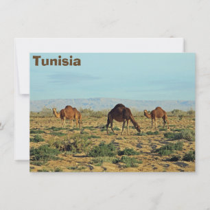 Camels, cartão Tunísia