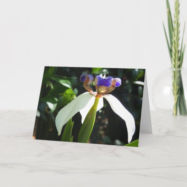 "Caminhando Iris 2." Cartão (Frente)