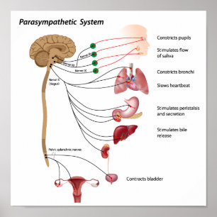 Caminho Parasympathetic do poster da American