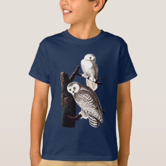Camisa nevado da coruja de Audubon, juventude