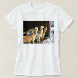 Camisa T - Alpacas no Sol de inverno