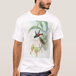 Camiseta A estrela de Bonaparte fronteou o colibri