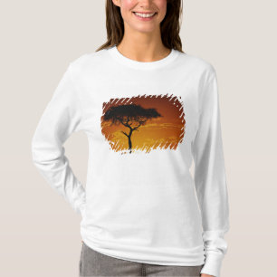 Camiseta Acácia Espinho de Guarda-Chuva, Acacia tortilis,