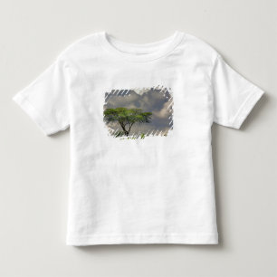 Camiseta Acácia Espinho de Guarda-Chuva, Acacia tortilis, e