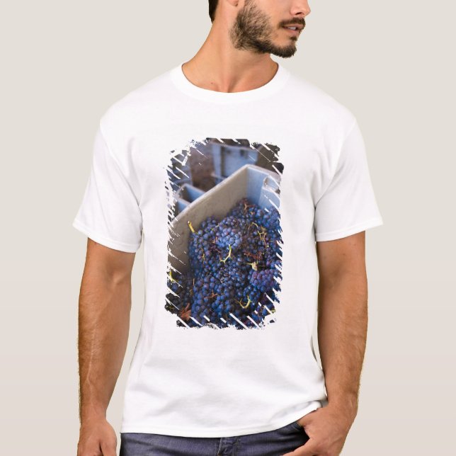 Camiseta Adega Marques de Riscal, uvas (Frente)