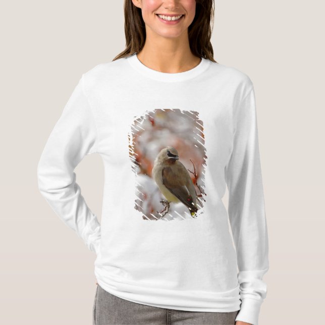 Camiseta Adulto Cedar Waxwing no espinho com neve, (Frente)