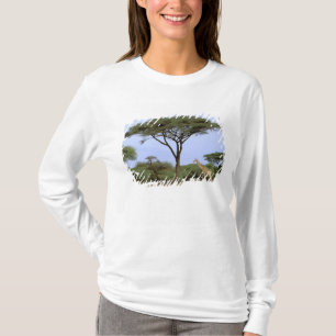 Camiseta África, Botsuana, Delta do Okavango. Sul