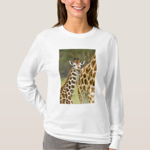 Camiseta África. Kenya. Bebê do girafa de Rothschild com 