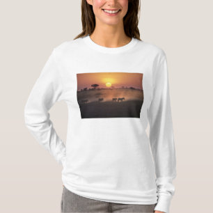 Camiseta África, Quênia, Amboseli NP. Zebras caminham até a