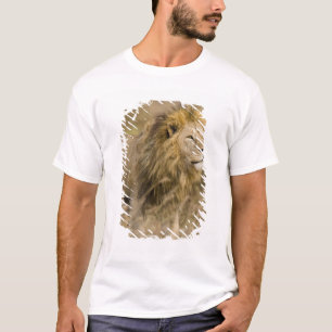 Camiseta África. Tanzânia. Leão macho em Ngorongoro