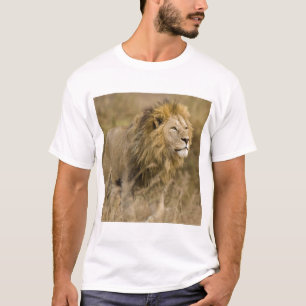 Camiseta África. Tanzânia. Leão macho em Ngorongoro