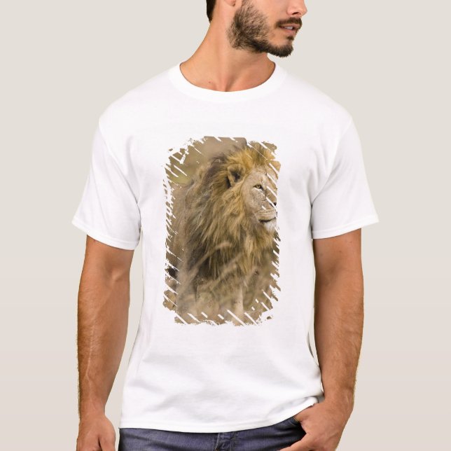 Camiseta África. Tanzânia. Macho Lion em Ngorongoro (Frente)