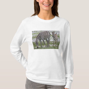 Camiseta África. Tanzânia. Mãe e potro da zebra em