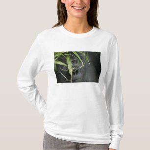 Camiseta África, Uganda, Bwindi