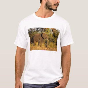 Camiseta África, Zimbábue, Parque Nacional Cataratas Vitóri