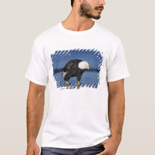 Camiseta Águia Americana