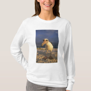 Camiseta Albatroz-de-laysan, Diomedea immutabilis),