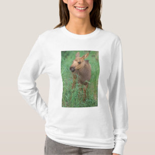 Camiseta alce, Alces alces, bezerro recém-nascido em pé