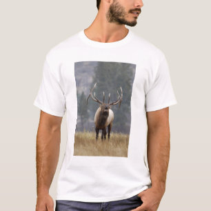 Camiseta Alce macho buglando, Yellowstone NP, Wyoming 2