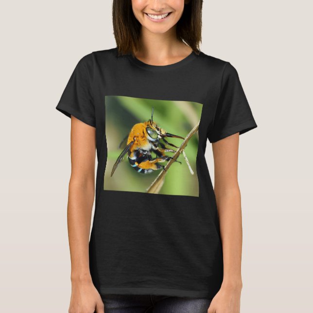Camiseta Amegilla cingulata (Frente)