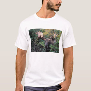 Camiseta América do Norte, Canadá, Nova Escócia, Cabo Breto