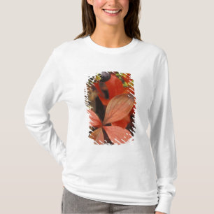 Camiseta América do Norte, EUA, Alasca, Parque Nacional Den