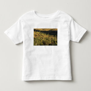 Camiseta América do Norte, EUA, Arizona, Deserto de Sonora