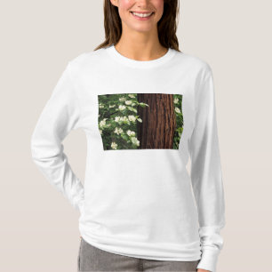 Camiseta América do Norte, EUA, Califórnia, Yosemite 3
