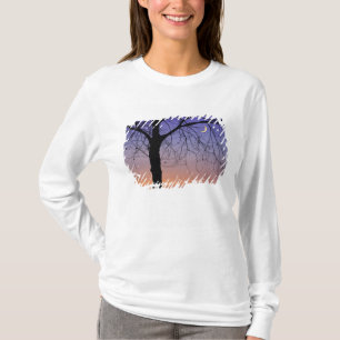 Camiseta América do Norte, EUA, Flórida, Mt. Dora, o