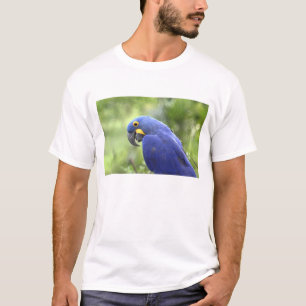 Camiseta América do Sul, Brasil, Pantanal