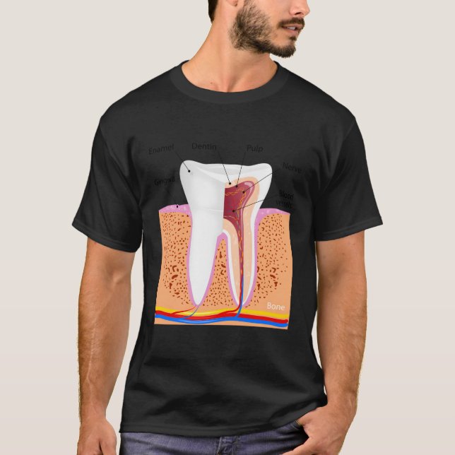Camiseta Anatomia dentária Para Ging De Enamel Dente Normal (Frente)