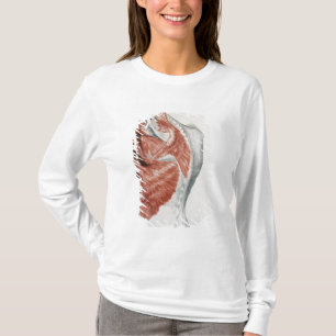 Camiseta Anatomia humana; Músculos do torso e do ombro