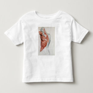 Camiseta Anatomia humana; Músculos do torso e do ombro