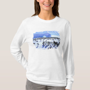 Camiseta Antártica, Península Antártica, Mar Weddell, 5