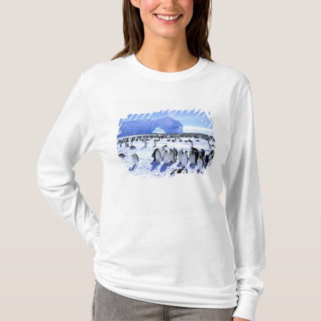 Camiseta Antártica, Península Antártica, Mar Weddell, 5 (Frente)