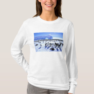 Camiseta Antártica, Península Antártica, Mar Weddell, 5