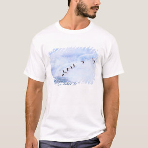 Camiseta Antártica, Península Antártica. Queixada