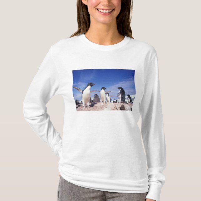 Camiseta Antártica, Pinguim Adelie Pygoscelis (Frente)
