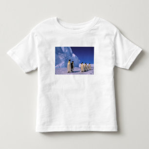 Camiseta Antártica, Território Antártico Australiano, 7
