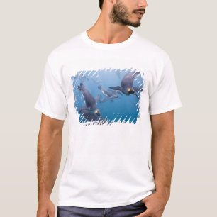 Camiseta Antártida, Ilha da Geórgia do Sul (Reino Unido), 2