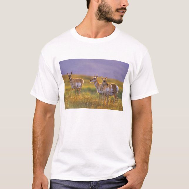 Camiseta Antilocapra em Montana (Frente)