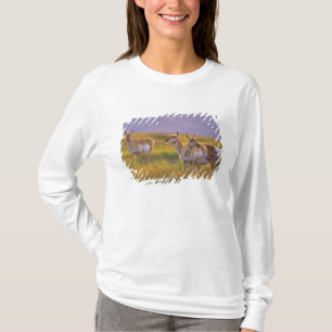 Camiseta Antílope americano em Montana