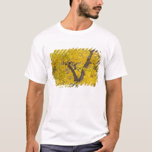 Camiseta Árvore de Cottonwood em cores de outono em Glacier